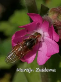 Gewone snuitvlieg [Rhingia campestris]